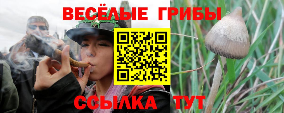 Псилоцибиновые грибы прущие грибы  Вход с VPN  Мичуринск 